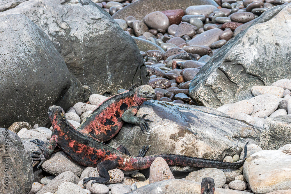 Two Red Marine Iguanas in the Rocks on Espanola Island Galapagos Islands Ecuador Two Red Marine Iguanas in the Rocks on Espanola Island Galapagos Islands Ecuador