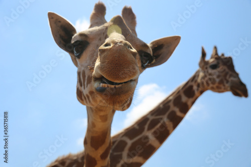 Photography Giraffes at the zoo on a blue sky background
