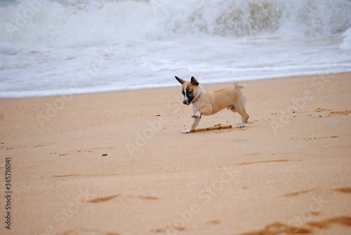 cachorro a brincar na praia