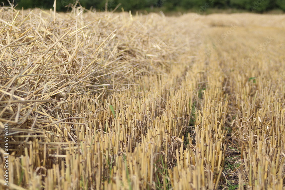 a field of corn was mowed, straw remains a field of corn was mowed, straw remains