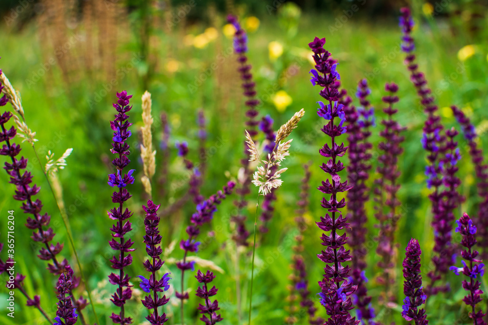 Fototapeta premium colorful landscape of Meadow grass seed heads and meadow sage flowers in the field