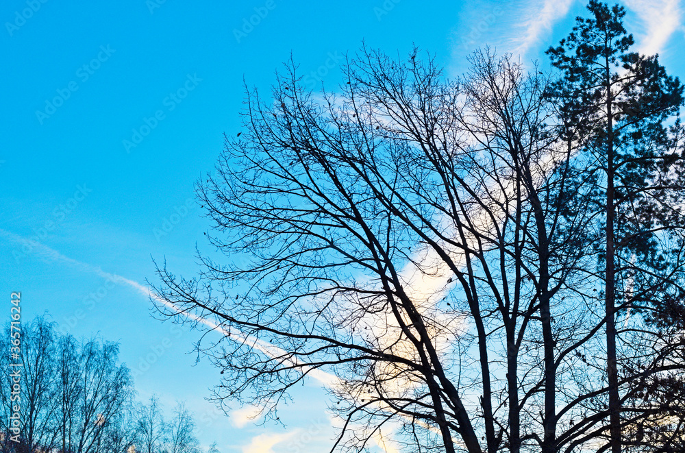 View of silhouettes of tree branches against the sky View of silhouettes of tree branches against the sky