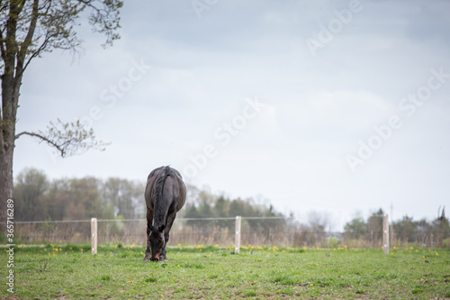 Lone dark horse grazing in a field