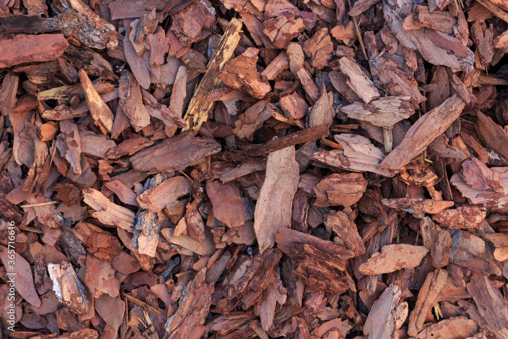 Red wooden chips lies on the ground. Abstract textured background. Copy space for your text and decorations.