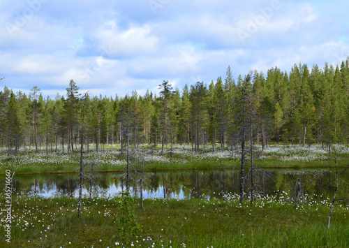 Finnish summerday, partly sunny. Forest, swamp and little pond with field of cotton grass.