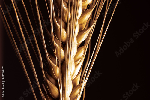 barley ear bristle on black isolated background, use as background or compositing, copy text space, barley is a key ingredient in beer and whisky production photo