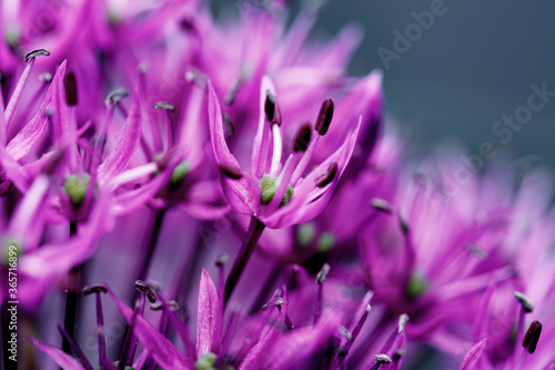 close up shot of allium giganteum  common name giant onion  is an asian species of onion. this flower is a typical purple summer blossom.