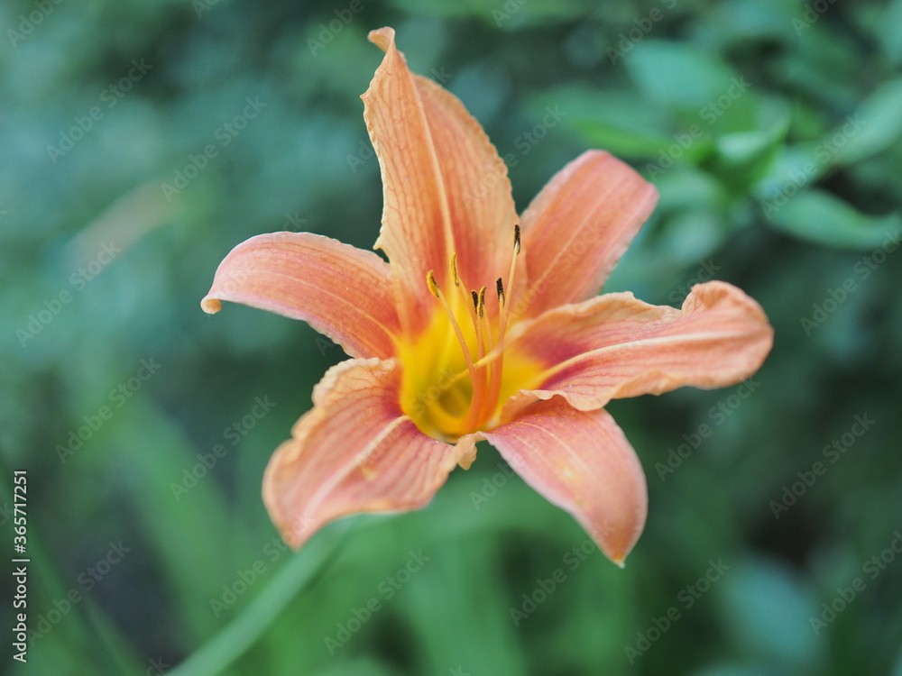garden lily with orange flower and green leaves in the garden on a warm summer day, closeup. focus on stamens and pistils garden lily with orange flower and green leaves in the garden on a warm summer day, closeup. focus on stamens and pistils