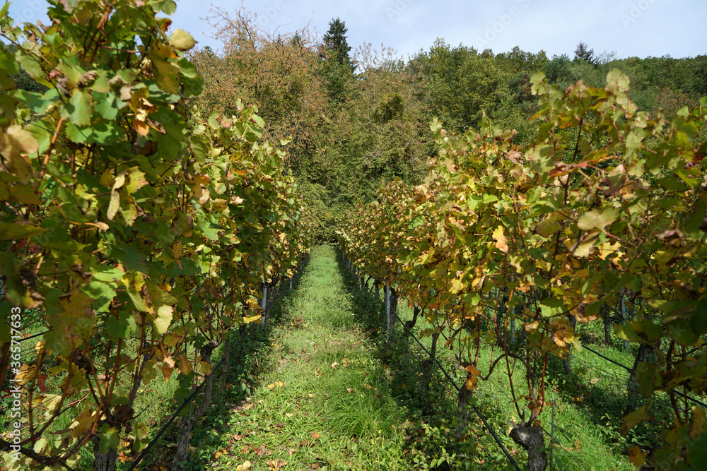 Obraz premium Grapes are the fruit stands of the vines, especially those of the noble vine, photographed
