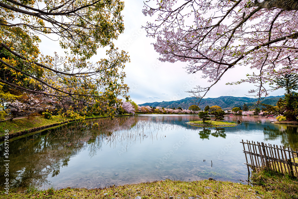 Fototapeta premium Kyoto, Japan Cherry blossom sakura flowers trees along Osawa-no-Ike Pond lake in spring in Arashiyama Daikakuji Temple with red traditional dragon boats wide angle view
