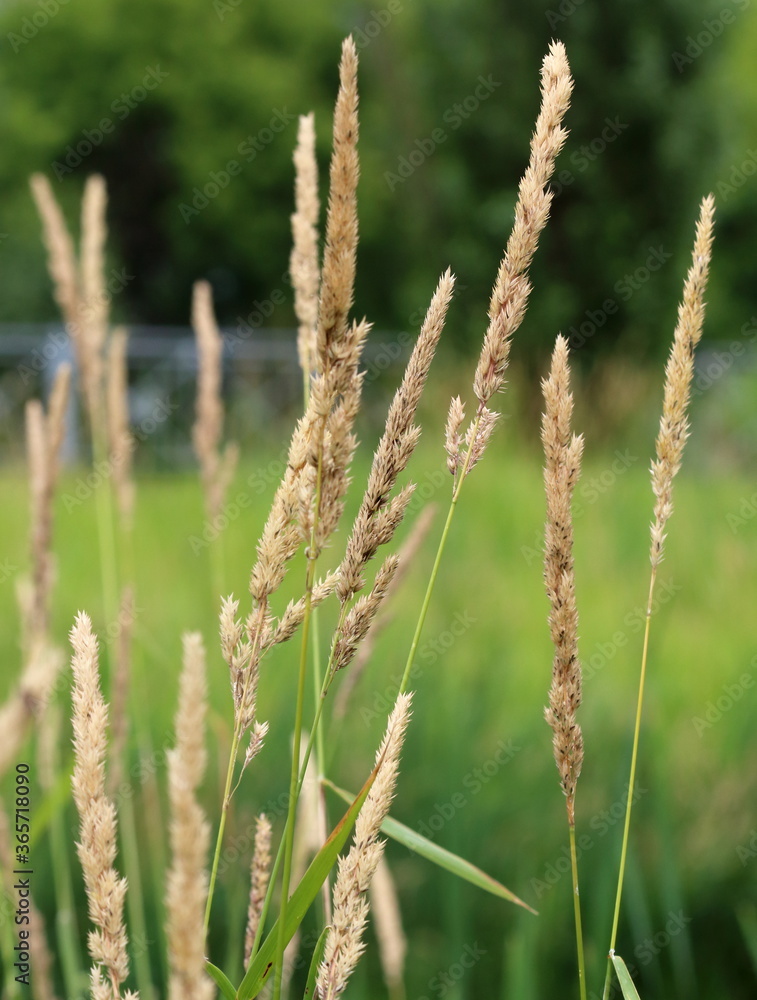 Spikelets of wild field grass close up Spikelets of wild field grass close up
