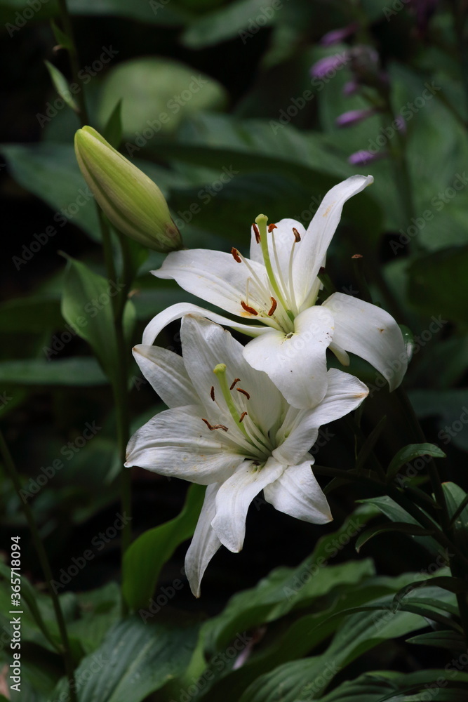 Fototapeta premium White lily flowers on dark background