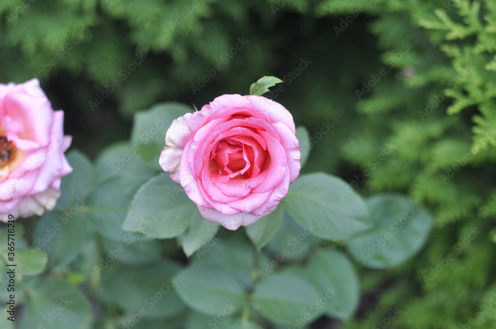 A beautiful rose bloomed in the garden A beautiful rose bloomed in the garden