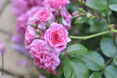 A beautiful rose bloomed in the garden © Dm.Belyaev