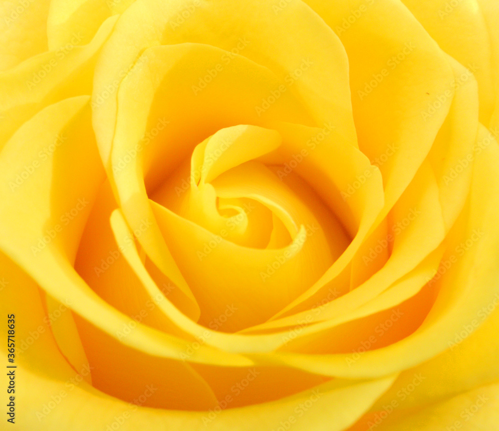 Close-up photo of yellow rose flower Close-up photo of yellow rose flower