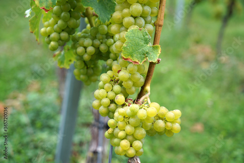 Grapes are the fruit stands of the vines, especially those of the noble vine, photographed