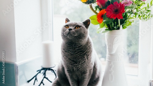Grey british shorthair cat paying attention