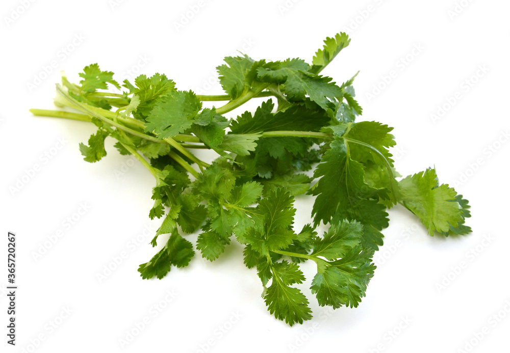 coriander cilantro leaves isolated on white coriander cilantro leaves isolated on white