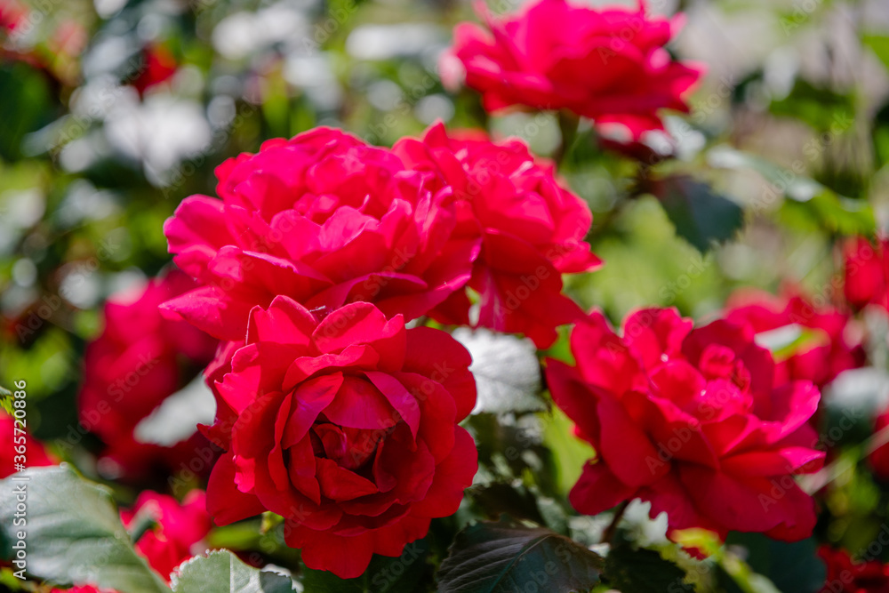 Rose buds. Bush with red roses in the park.