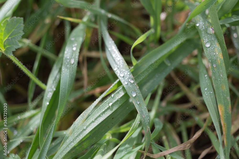 water drops on grass water drops on grass