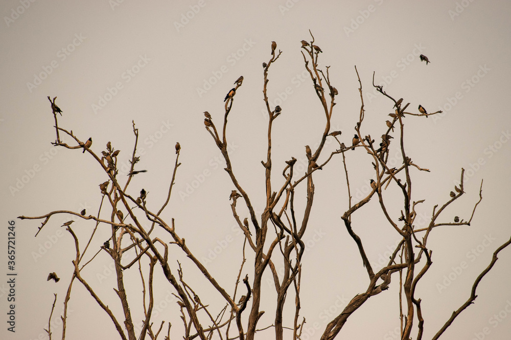 dry branches of a tree