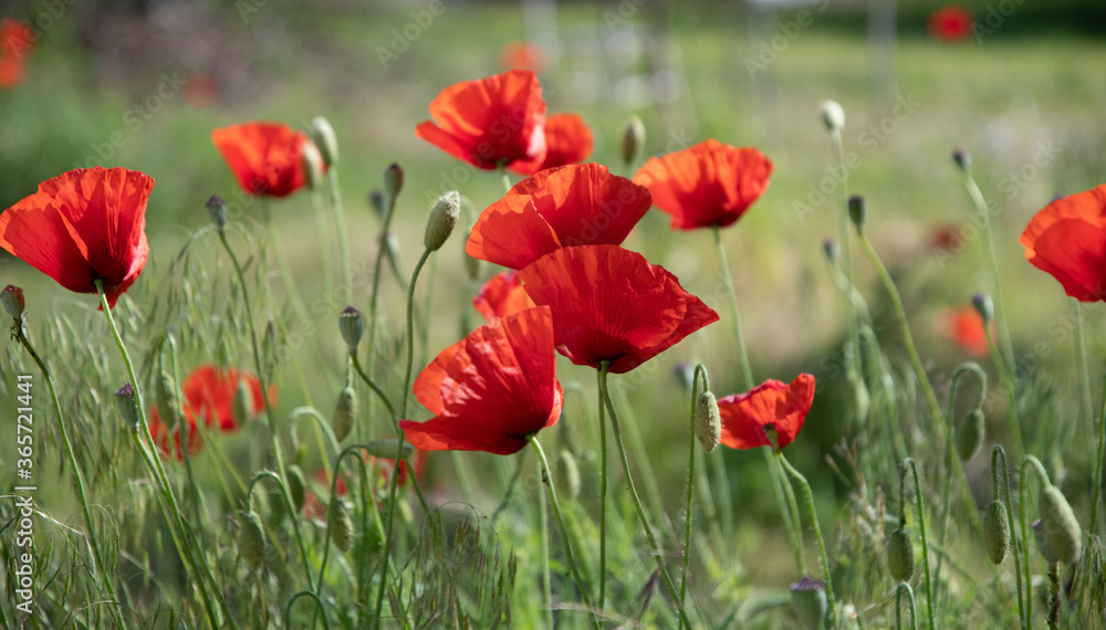 Obraz premium Red poppies on the meadow sunny day in the park.