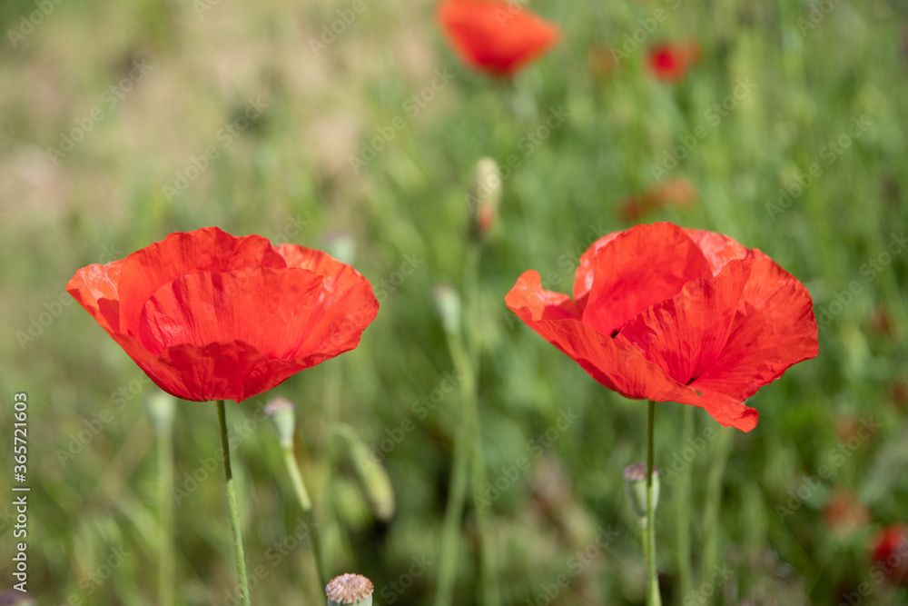 Red poppies in the meadow sunny day in the park. Red poppies in the meadow sunny day in the park.