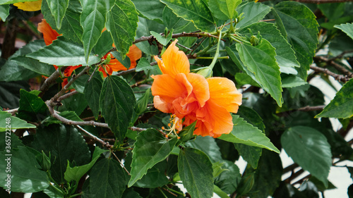 Orange Hibiscus Rosa flower in summer © Feng