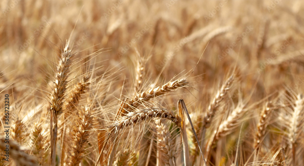 Fototapeta premium field wheat