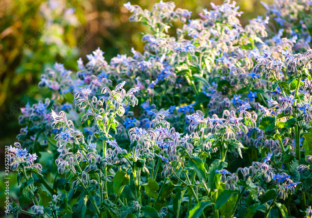 Obraz premium flowers