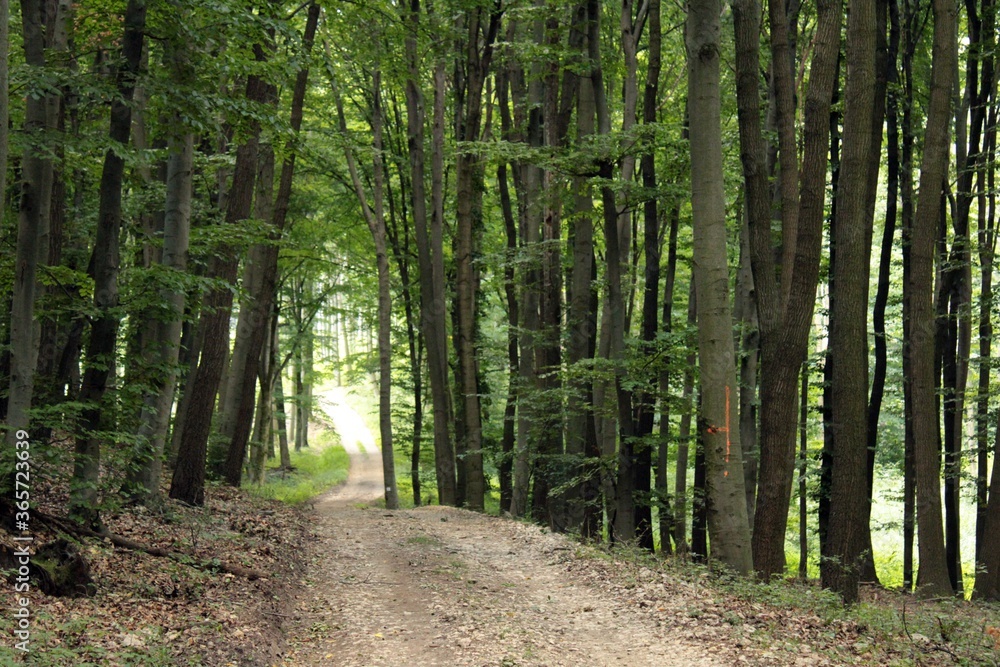 Naklejka premium Leśna ścieżka w górach Bakony