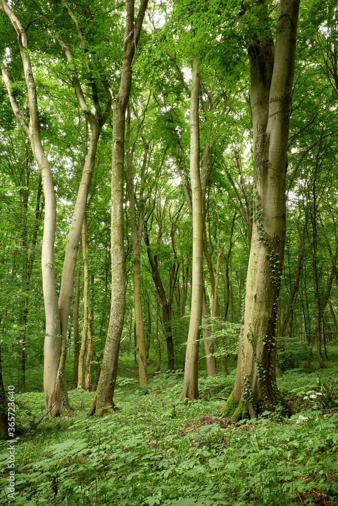 Magic relaxing tranquility in the green forest