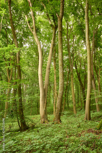 Trees in the summer forest