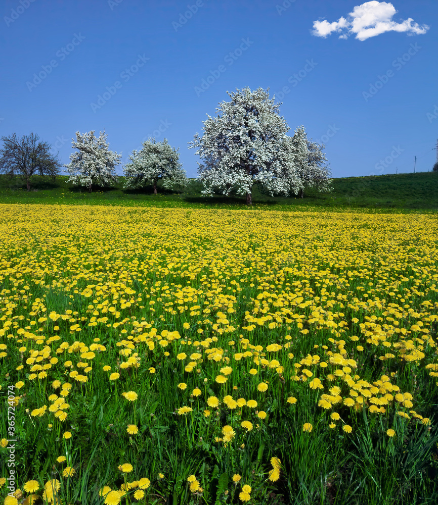 Fototapeta premium Löwenzahn, Feld, Blüte mit schönen Bäume und Himmel