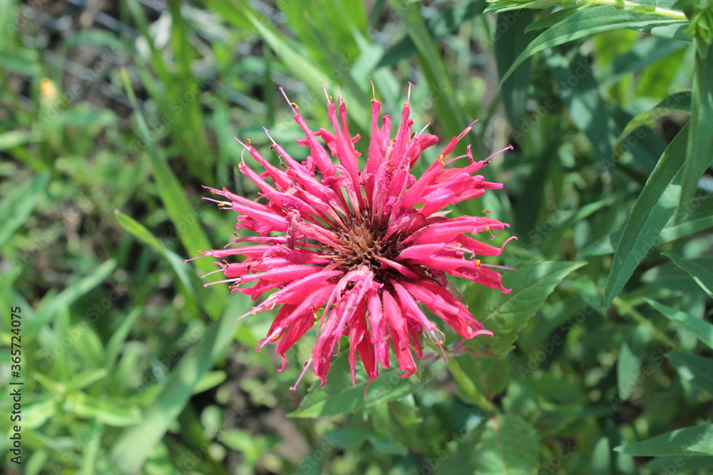 Red monarda, growing against the background of greenery. Red monarda, growing against the background of greenery.