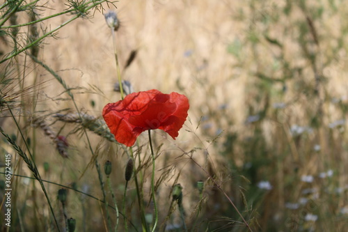 Poppy in July