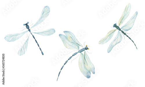 Watercolor dragonflies on a white background. Single elements, dragonfly insects. Watercolor. photo