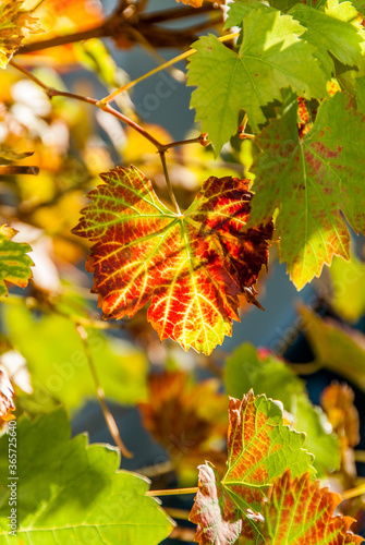 Buntes Weinlaub im Herbst