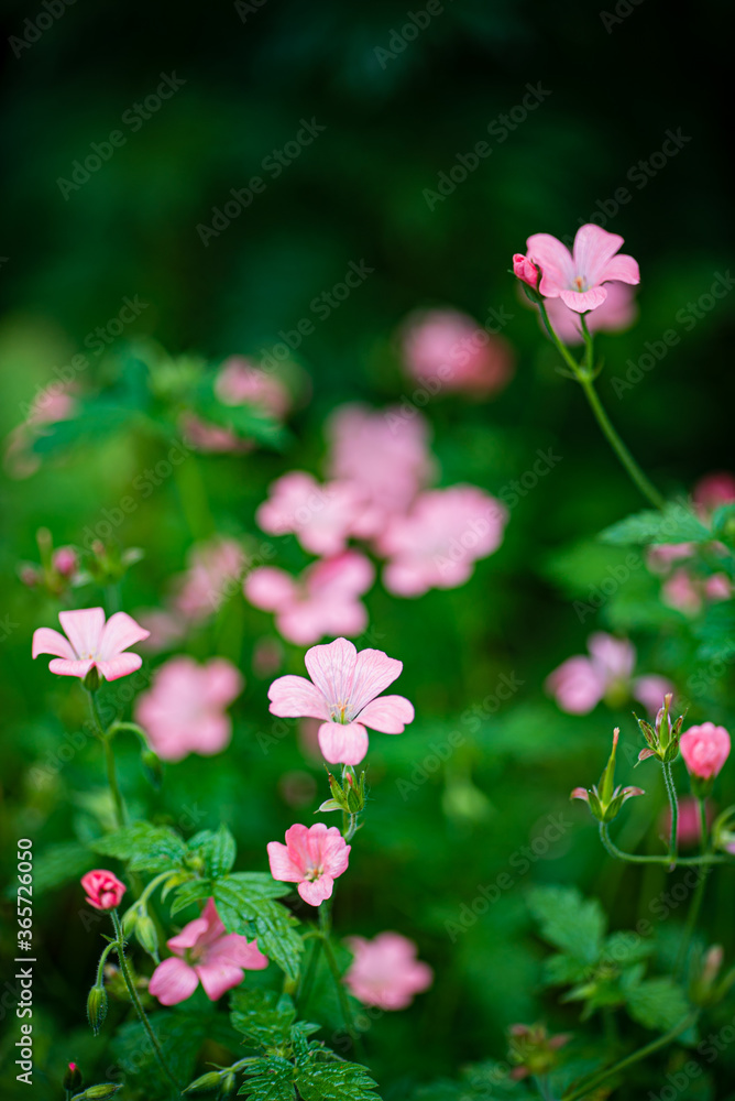 Fototapeta premium nice flowers in the garden