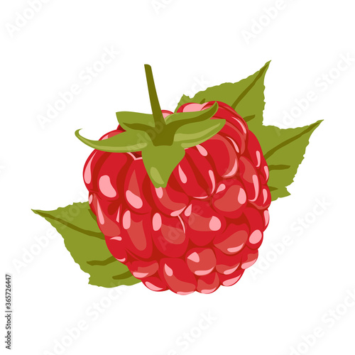Raspberry Vector Illustration. Red Berry Drawing. Background design for sweets and pastries filled with raspberry, dessert menu, health care products, natural cosmetics. Collection berries with leaves