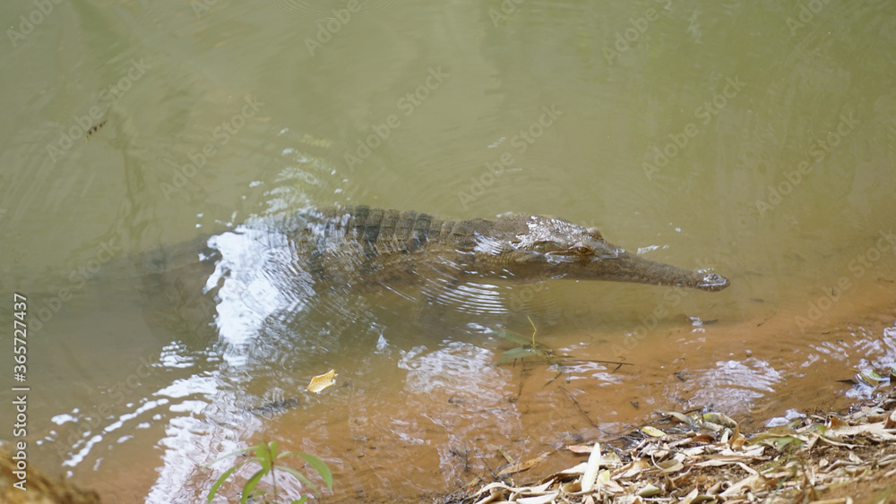 Obraz premium Freshwater crocodile in Windjana Gorge National Park, Western Australia.