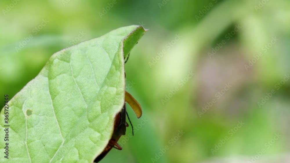 Pair of Soldier Beetle in copulation. Their Latin name is Cantharis livida. Pair of Soldier Beetle in copulation. Their Latin name is Cantharis livida.