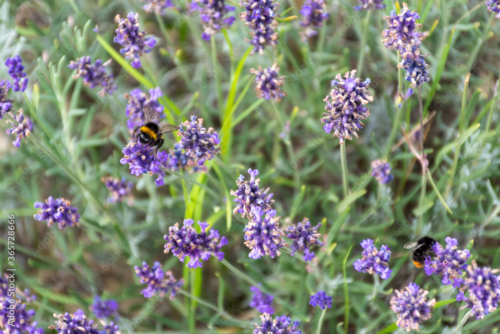 bumblebee on lavender bumblebee on lavender