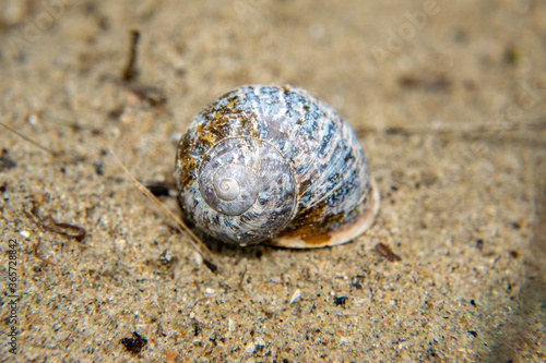 snail shell on the beach