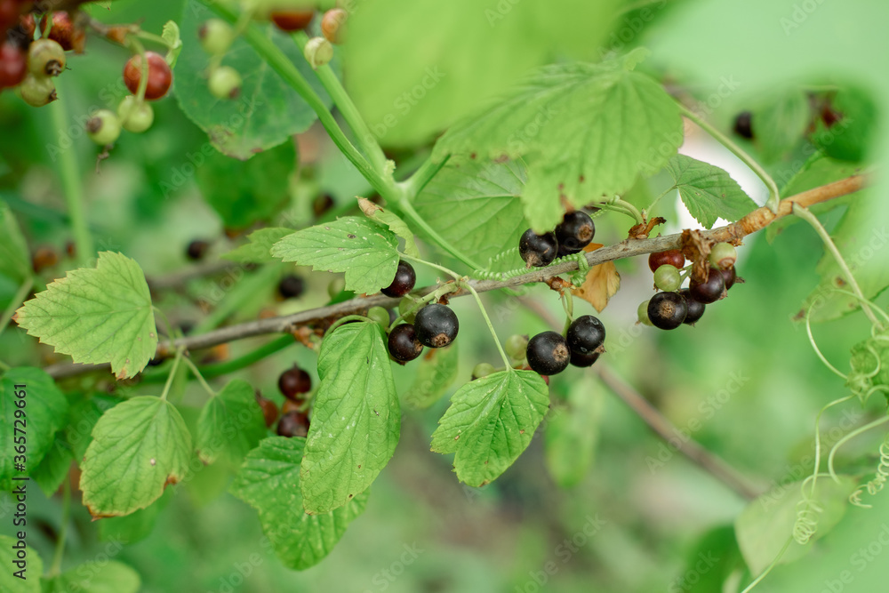 bush with black currant. black currant berries on a branch. Berry harvest bush with black currant. black currant berries on a branch. Berry harvest