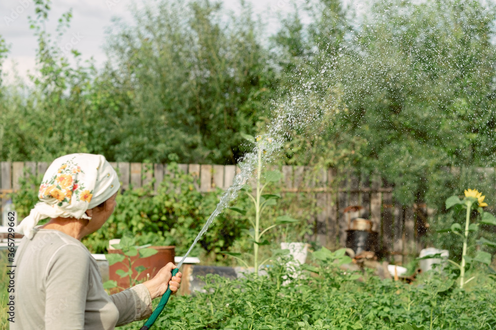 The farmer is watering with a hose. Watering works in the garden. Summer season in the garden. Take care of plants. Harvest preparation The farmer is watering with a hose. Watering works in the garden. Summer season in the garden. Take care of plants. Harvest preparation