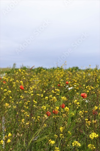 Machair Flowers, South Uist, Western Isles photo