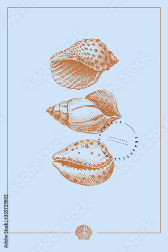 Set of hand-drawn shells vector illustration. Empty seashells of different types: Cowrie and Rapana on a blue background. Ancient molluscan engraved line. Fauna of the sea and ocean in retro style.