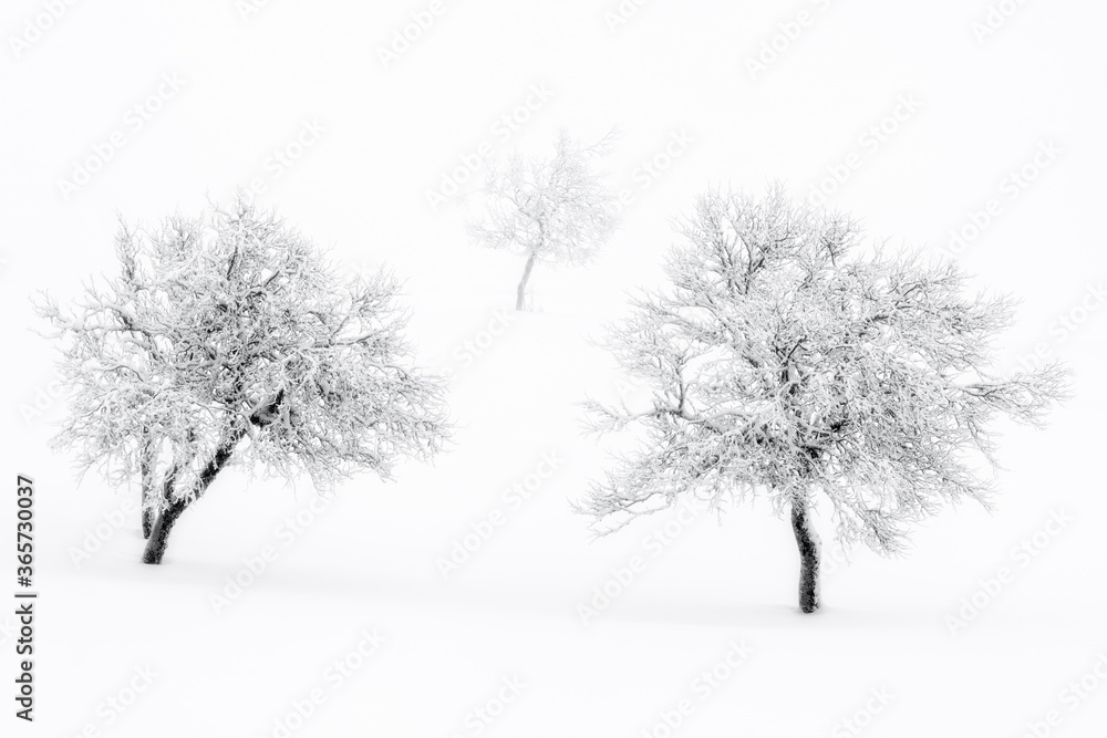 Fototapeta premium Snow covered bare trees in winter