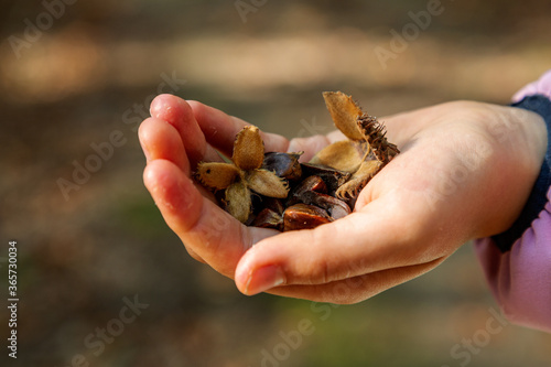 Girl holding beechnut shells in the hand